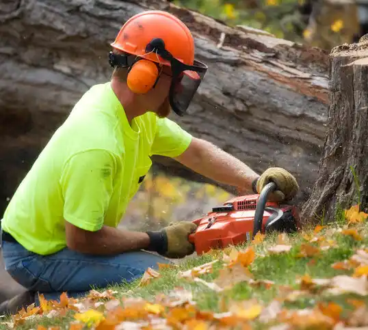 tree services Hewlett Harbor